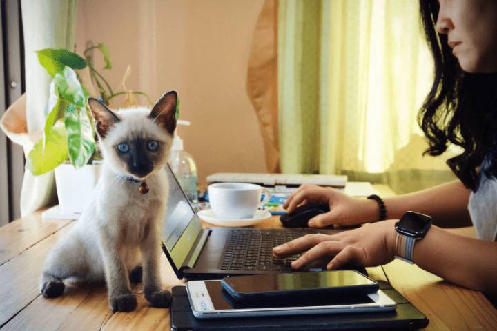 7 Must-Have-Produkte für Haustiere, die jeder Hunde- & Katzenbesitzer 2025 brauch - HomiZen