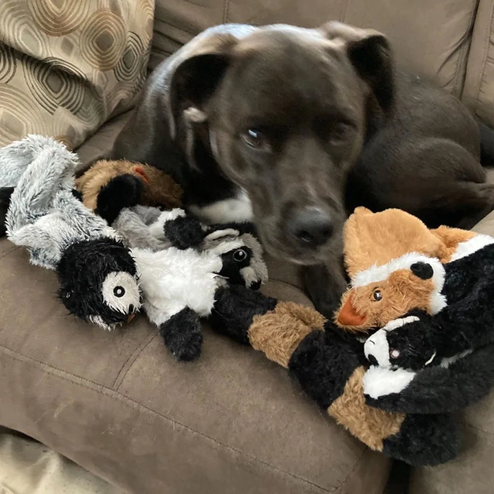 Dein Hund ist oft gelangweilt oder braucht mehr Abwechslung? - HomiZen