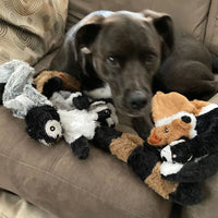 Dein Hund ist oft gelangweilt oder braucht mehr Abwechslung? - HomiZen